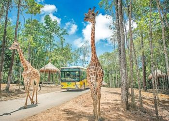 Vinpearl Safari Phú Quốc – Vườn thú bán hoang dã đầu tiên tại Việt Nam
