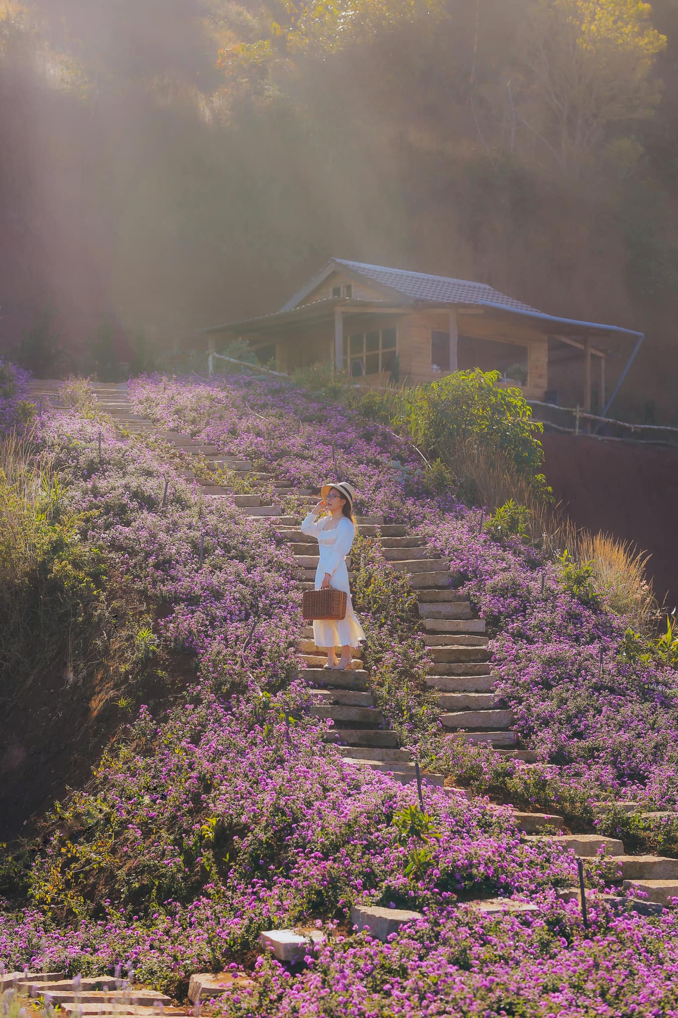 Vườn hoa lavender Túi Thương Nhớ. Hình: Sưu tầm