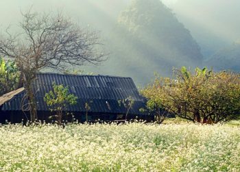 Top 5 địa điểm thưởng ngoạn sắc hoa dịp cuối năm tại Việt Nam