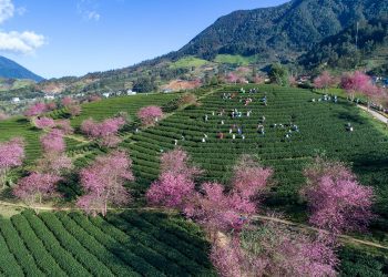 Ấn tượng hoa anh đào nở trên đồi chè Ô Long (Sa Pa)
