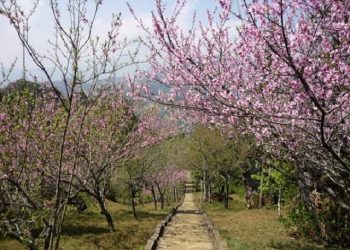 Vườn hoa hàm rồng Sapa, mảnh đất mê hoặc những ai tìm đến
