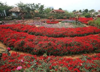 Ngất ngây với cảnh đẹp nơi thung lũng hoa hồng ở Sapa