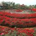 Ngất ngây với cảnh đẹp nơi thung lũng hoa hồng ở Sapa