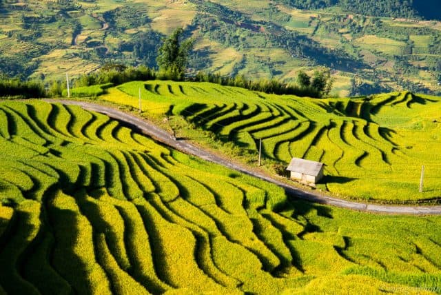 Con đường như cắt ngang bởi tầng tầng lớp lớp của lúa (ảnh ST)