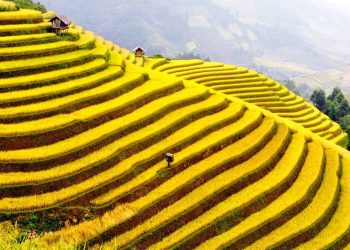 Khám phá vẻ đẹp Sapa mùa lúa chín