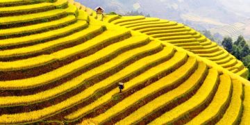 Khám phá vẻ đẹp Sapa mùa lúa chín